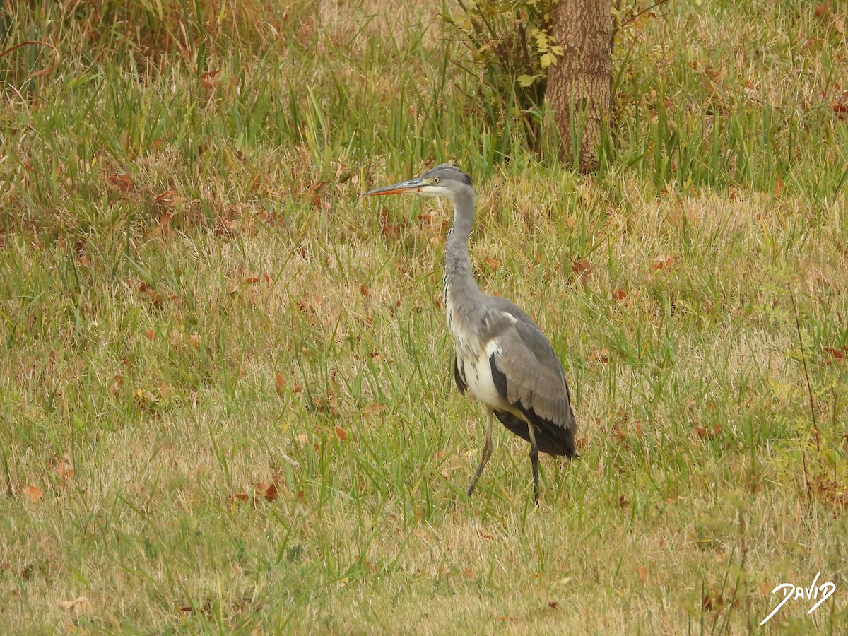 Gray Heron - ML644473442
