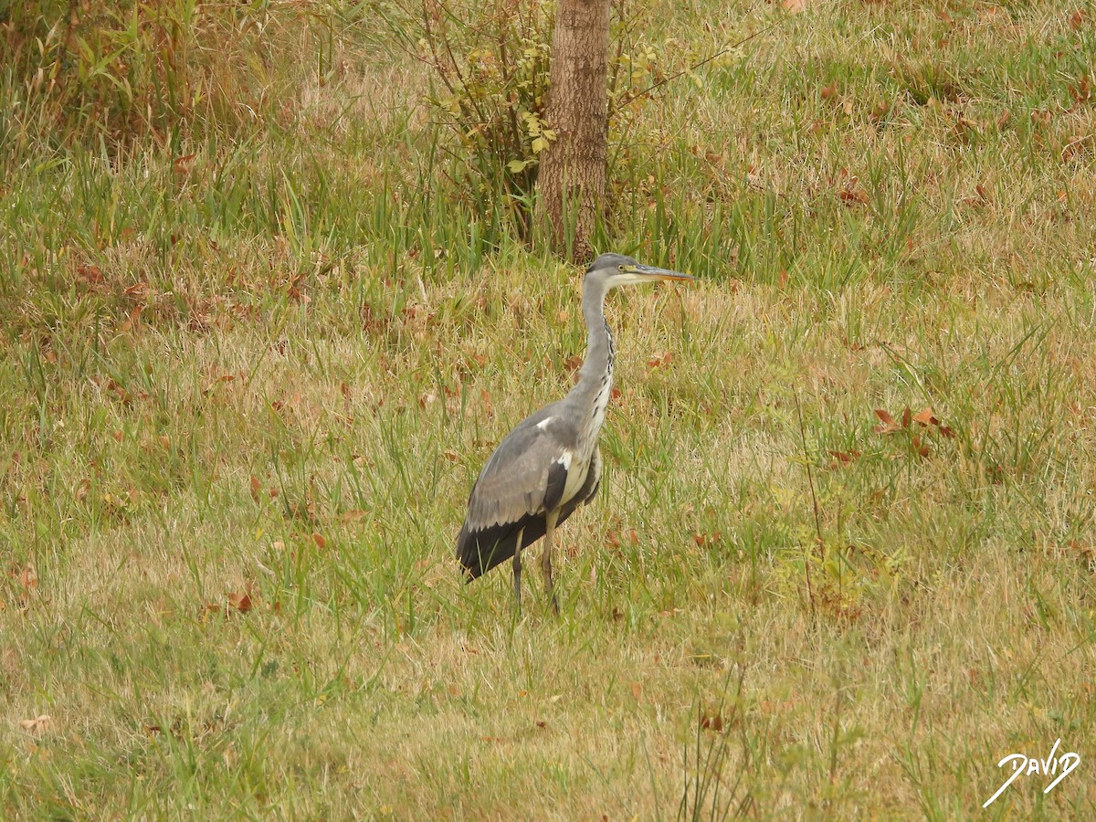 Gray Heron - ML644473444