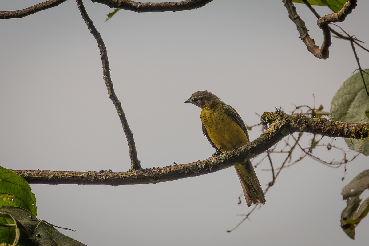 Petit's Cuckooshrike - ML644473445