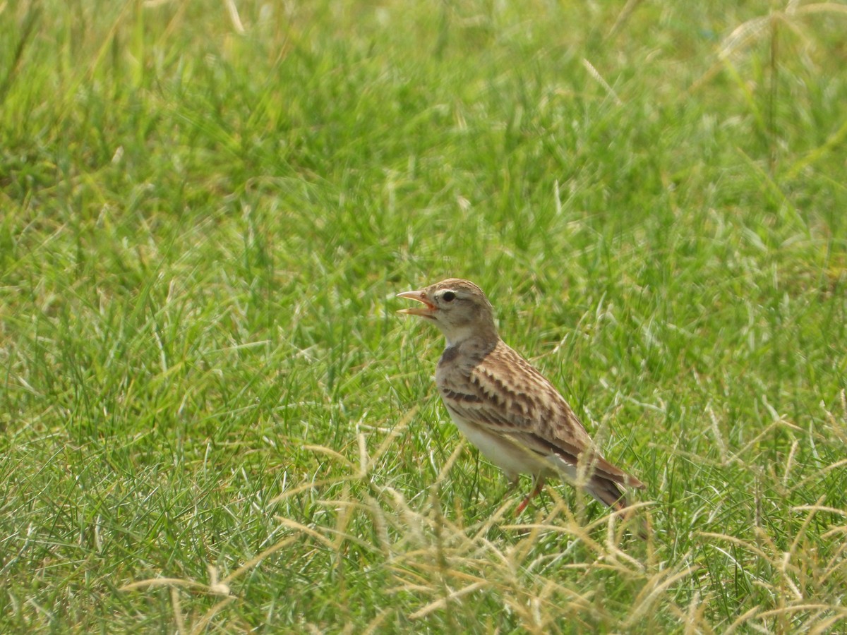 Талын жиргэмэл - ML644473450