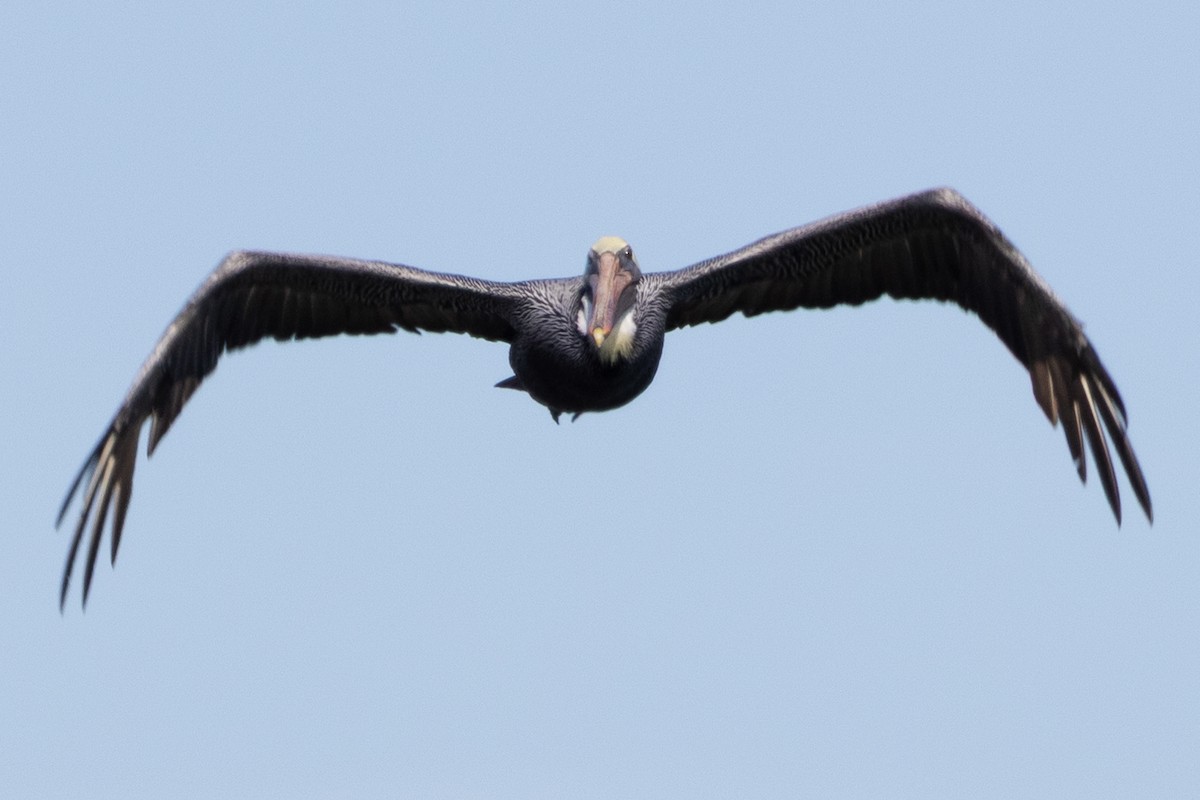 Brown Pelican - ML644473453