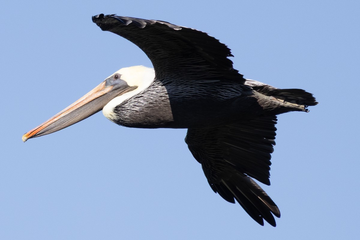 Brown Pelican - ML644473454