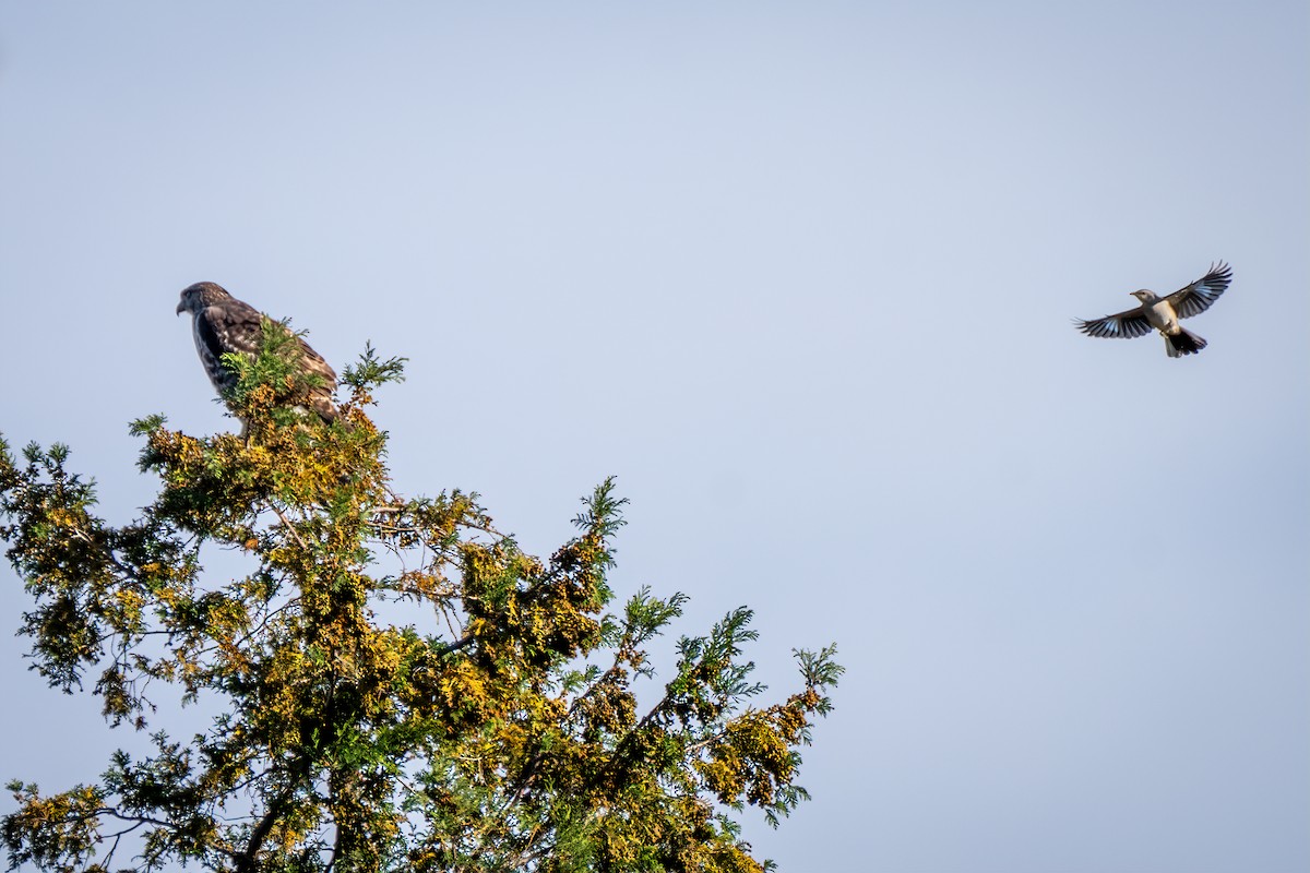 Пересмішник багатоголосий - ML644473456