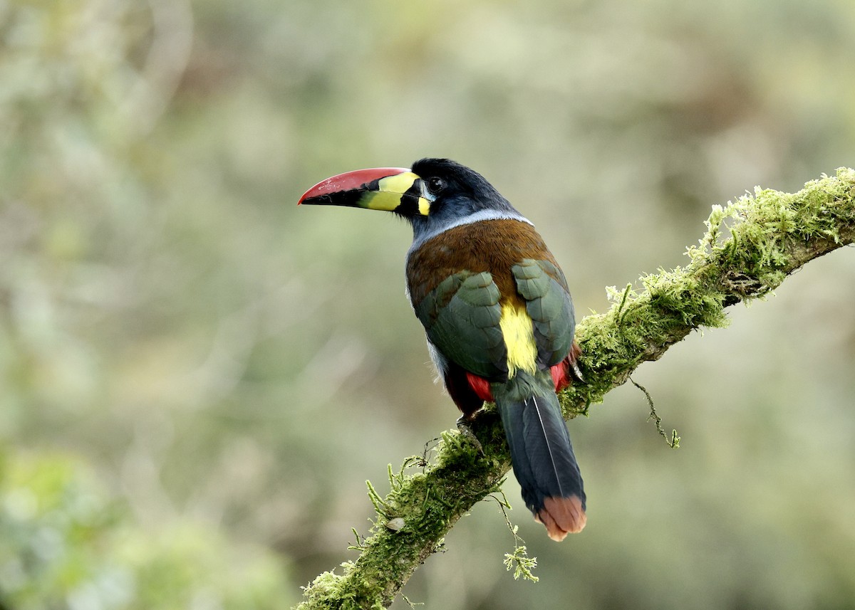 Toucan bleu - ML644473457