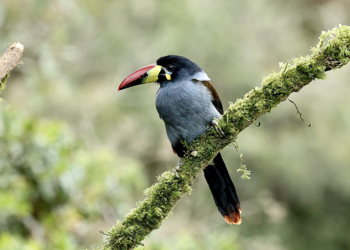 Toucan bleu - ML644473463