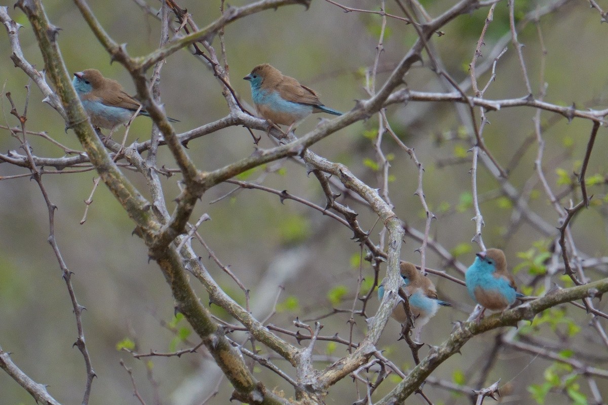 Southern Cordonbleu - ML644473465