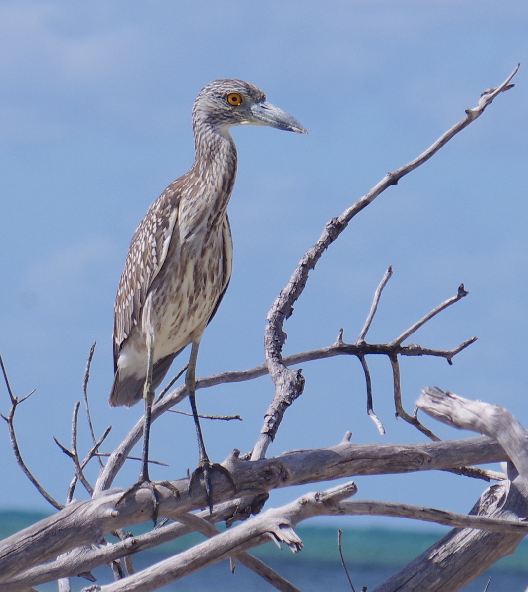 Yellow-crowned Night Heron - ML644473471