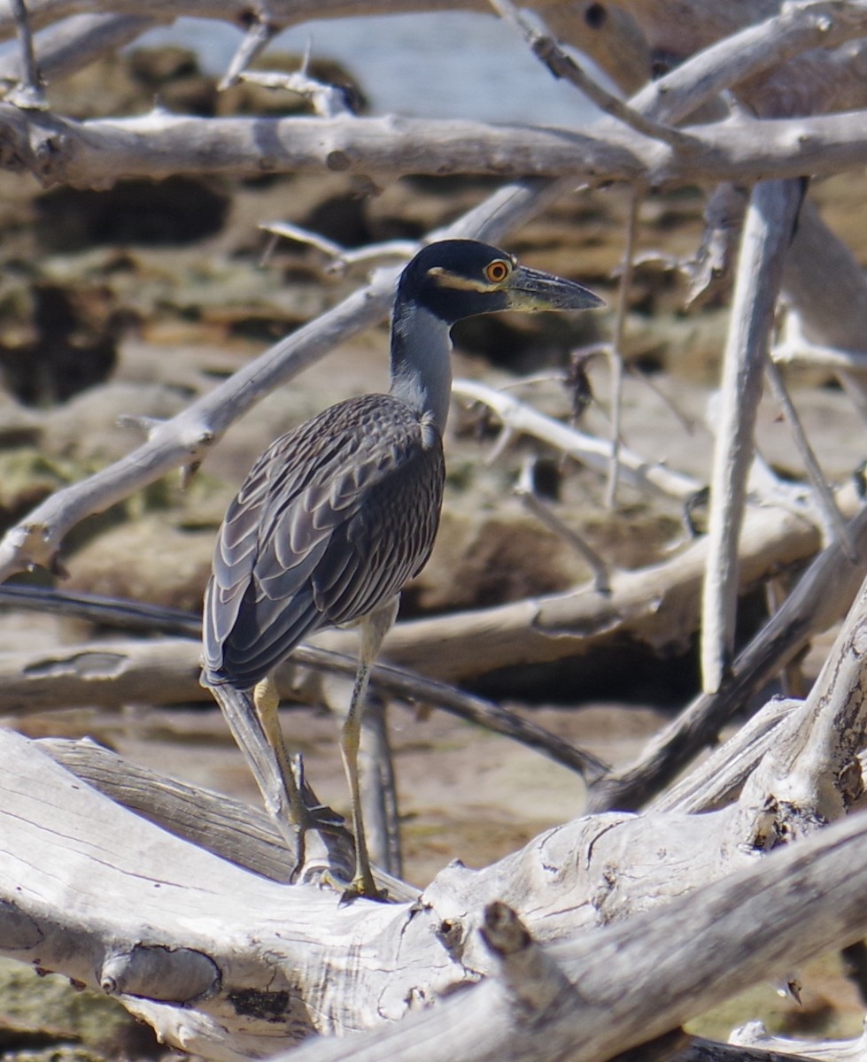 Yellow-crowned Night Heron - ML644473472