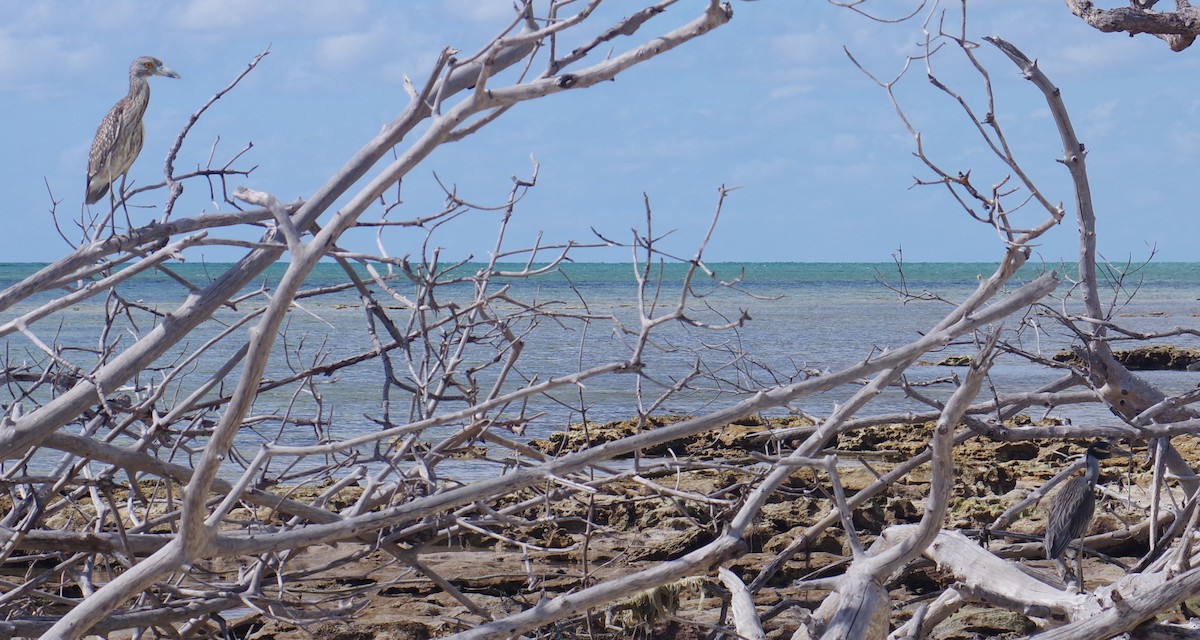 Крабовая кваква - ML644473473