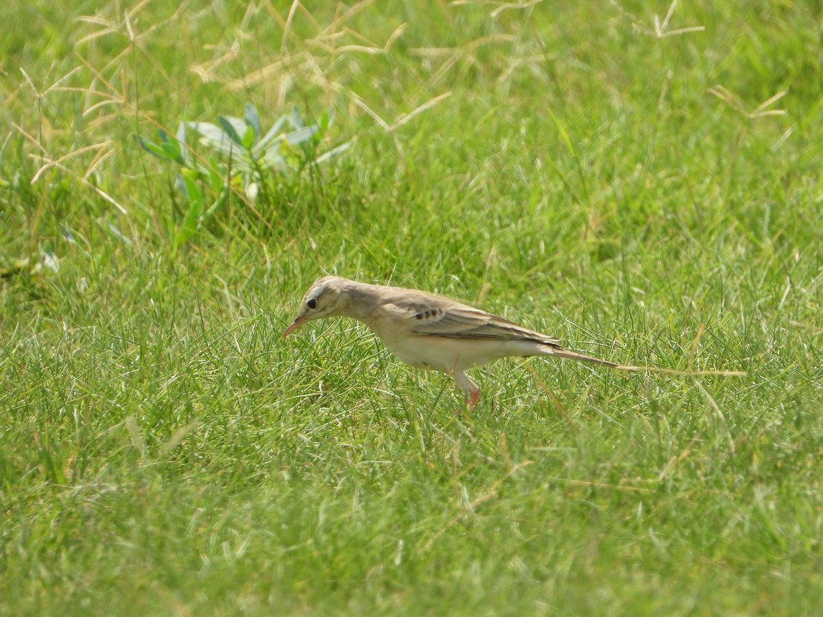 Талын шийхнүүхэй - ML644473474