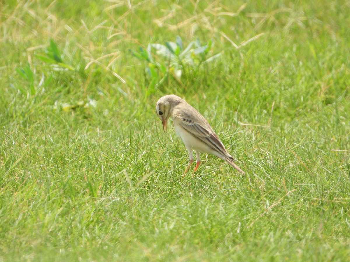 Талын шийхнүүхэй - ML644473475