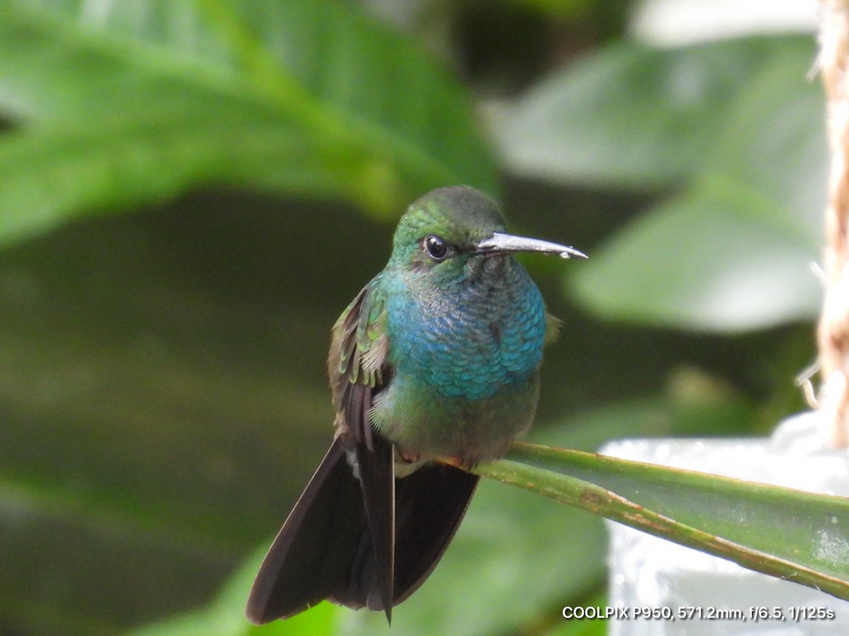 Bronze-tailed Plumeleteer - ML644473477