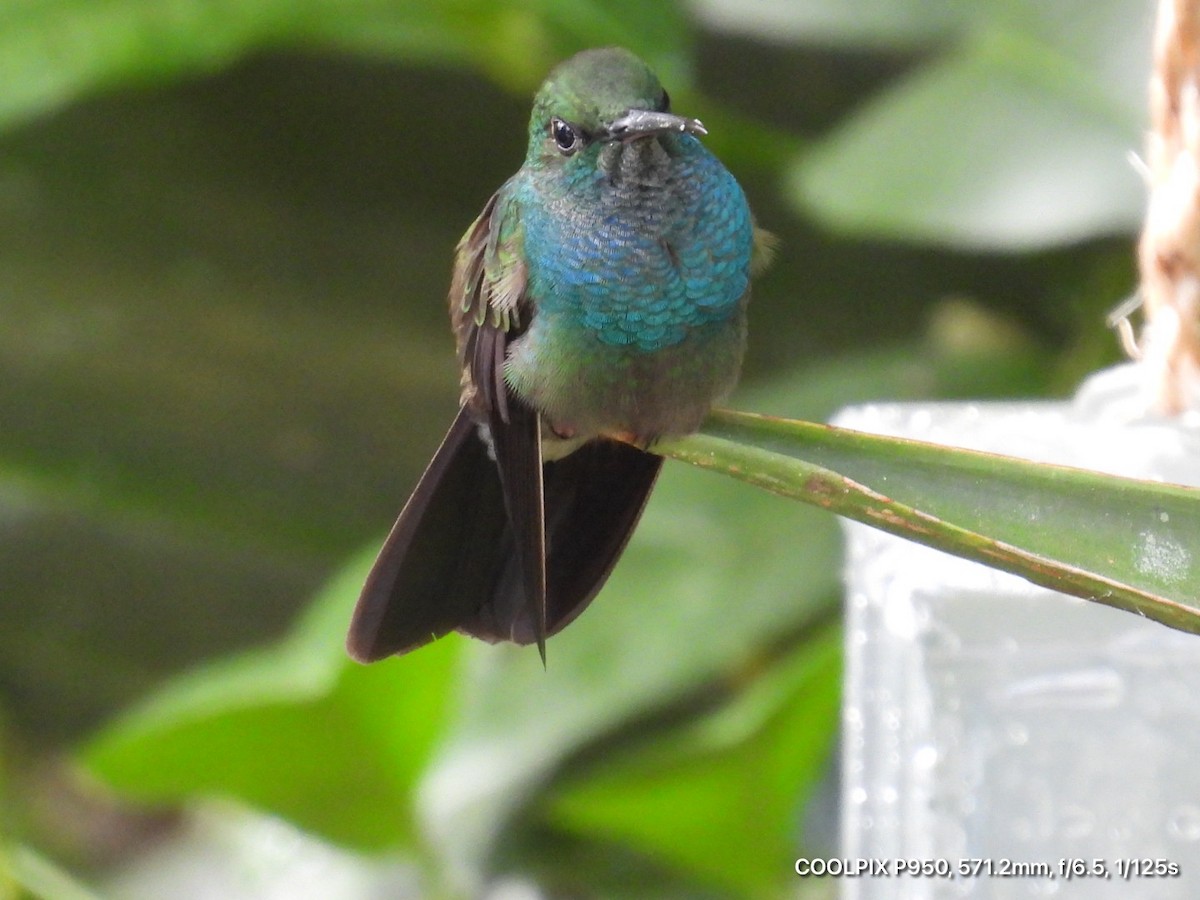 Bronze-tailed Plumeleteer - ML644473478