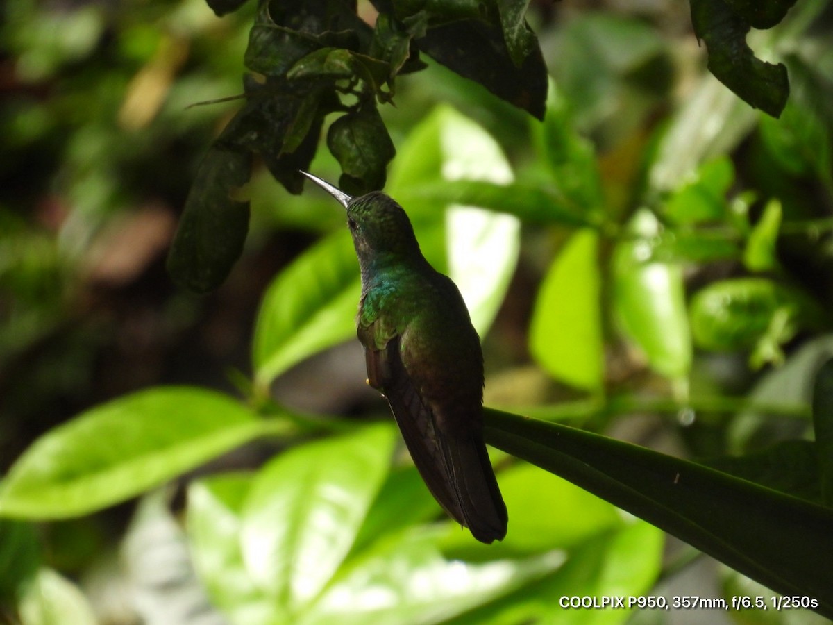 Bronze-tailed Plumeleteer - ML644473479