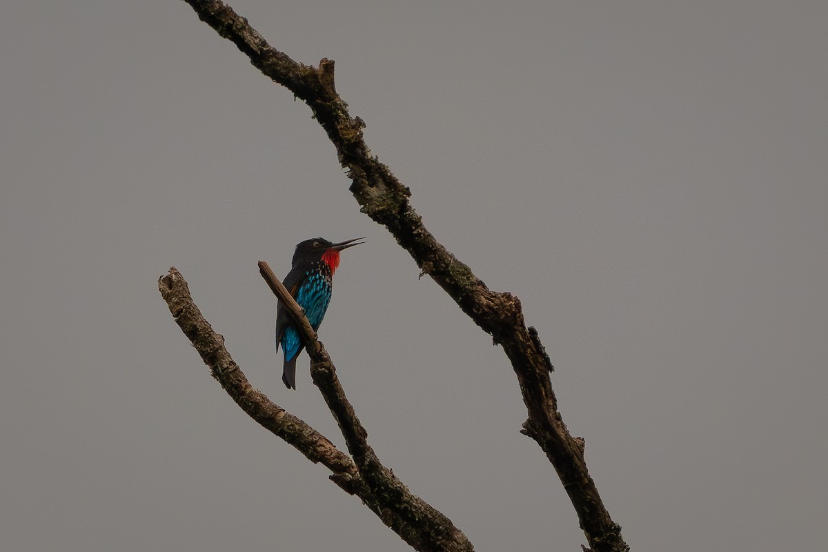Black Bee-eater - ML644473480