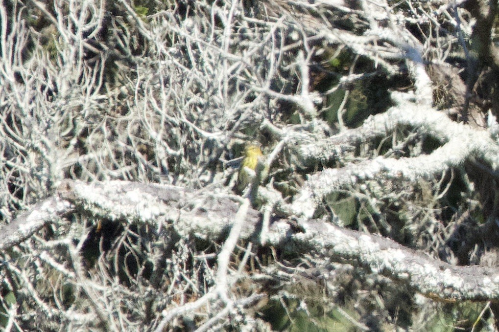 Cape May Warbler - ML644473482