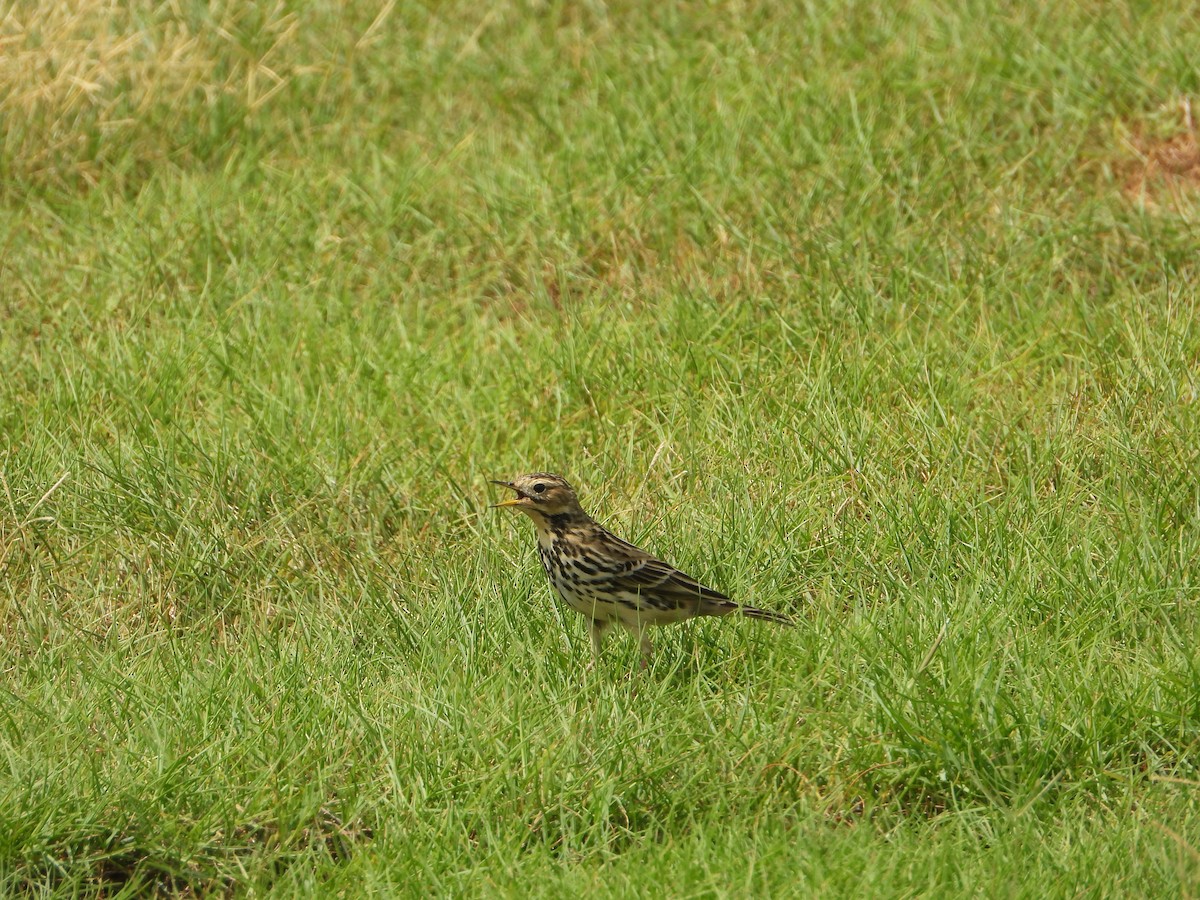 Зосон гүеэт шийхнүүхэй - ML644473483