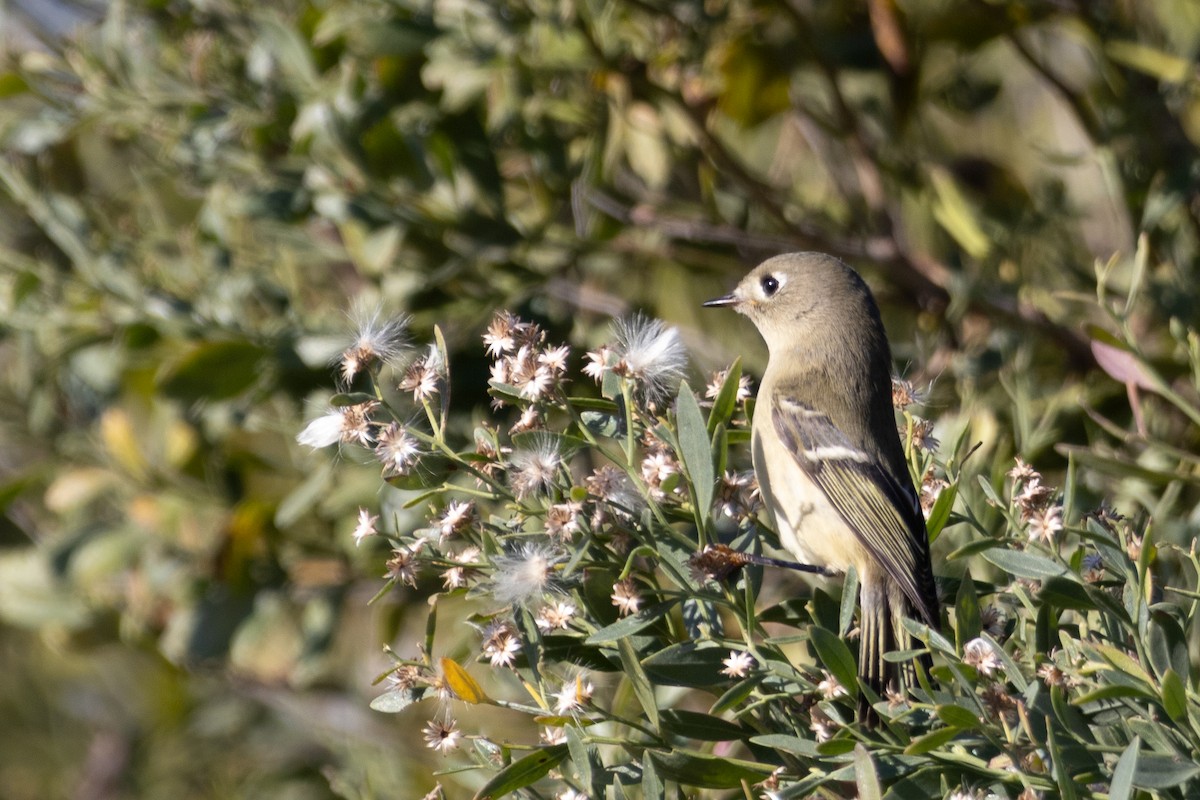 Ruby-crowned Kinglet - ML644473487