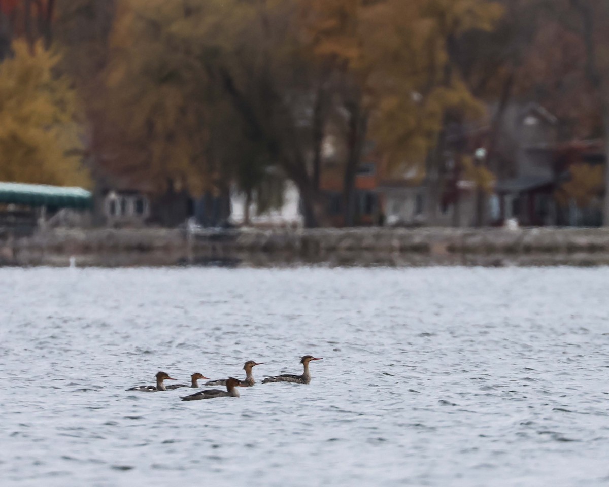 ウミアイサ - ML644473491