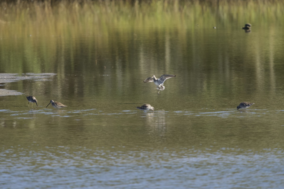Long-billed Dowitcher - ML644473493