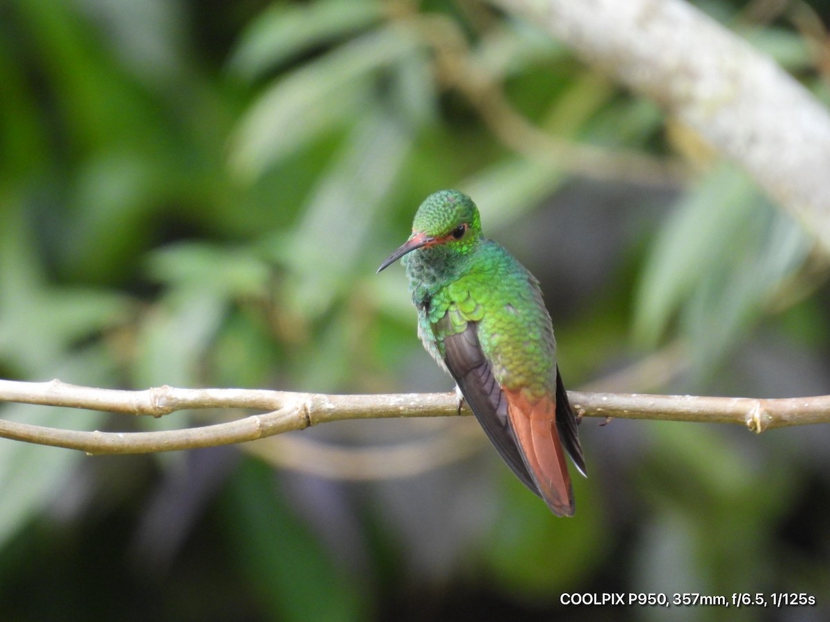 Rufous-tailed Hummingbird - ML644473494
