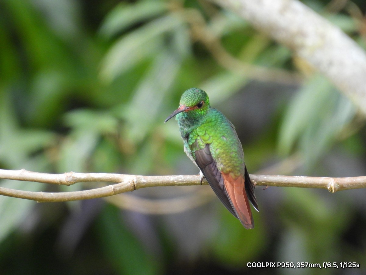 Rufous-tailed Hummingbird - ML644473495