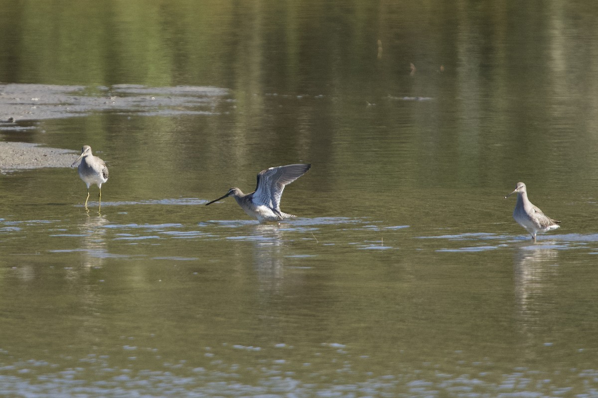 Long-billed Dowitcher - ML644473498