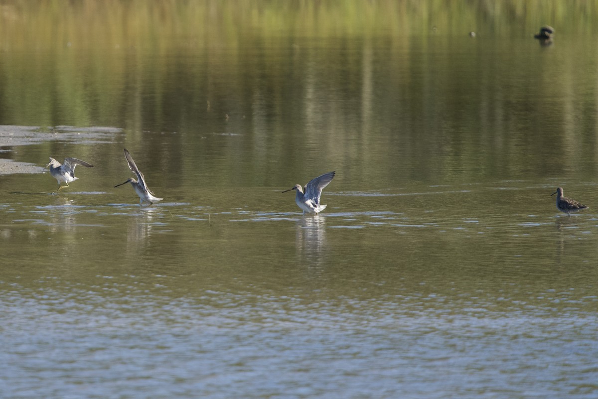 Long-billed Dowitcher - ML644473501