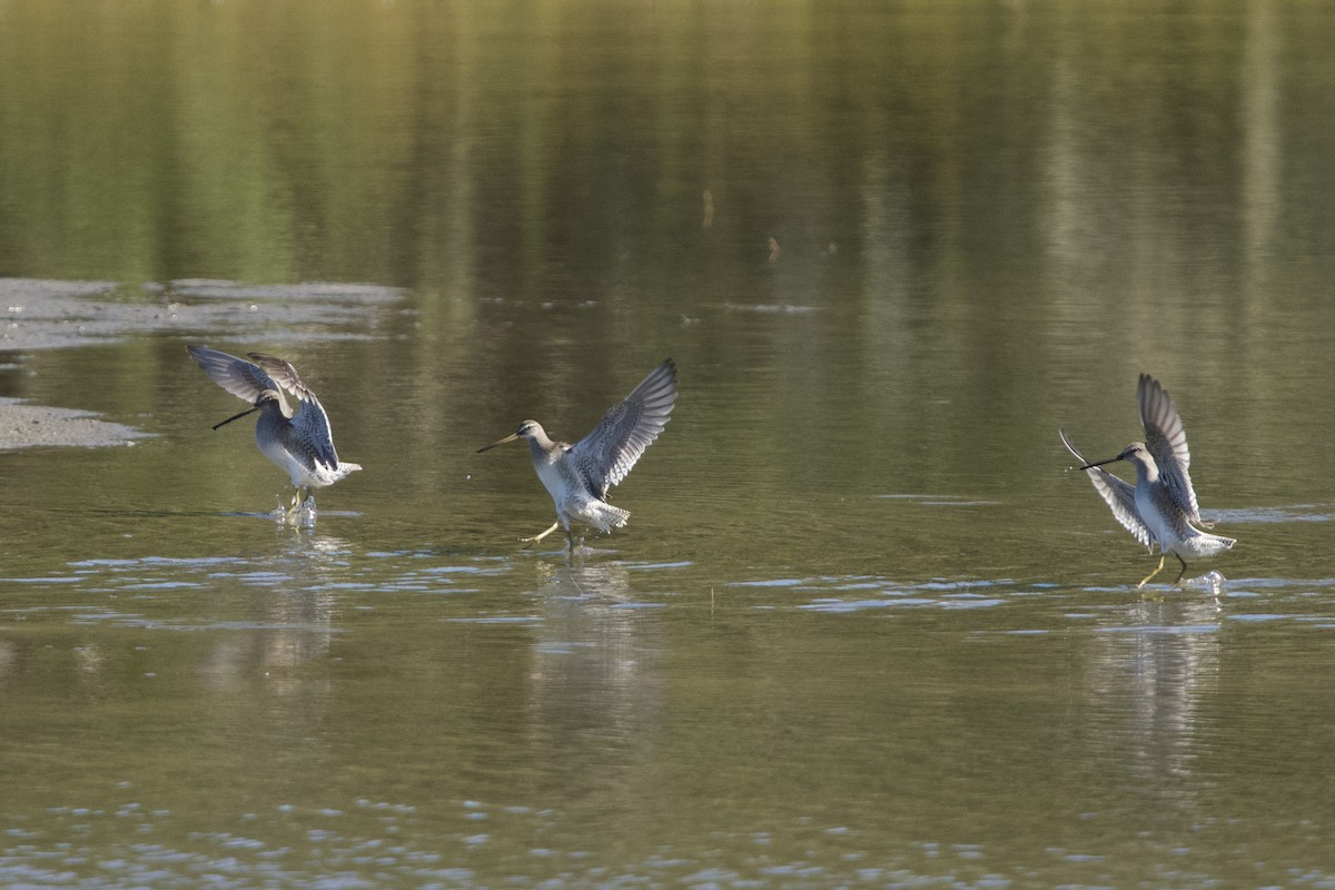 Long-billed Dowitcher - ML644473502