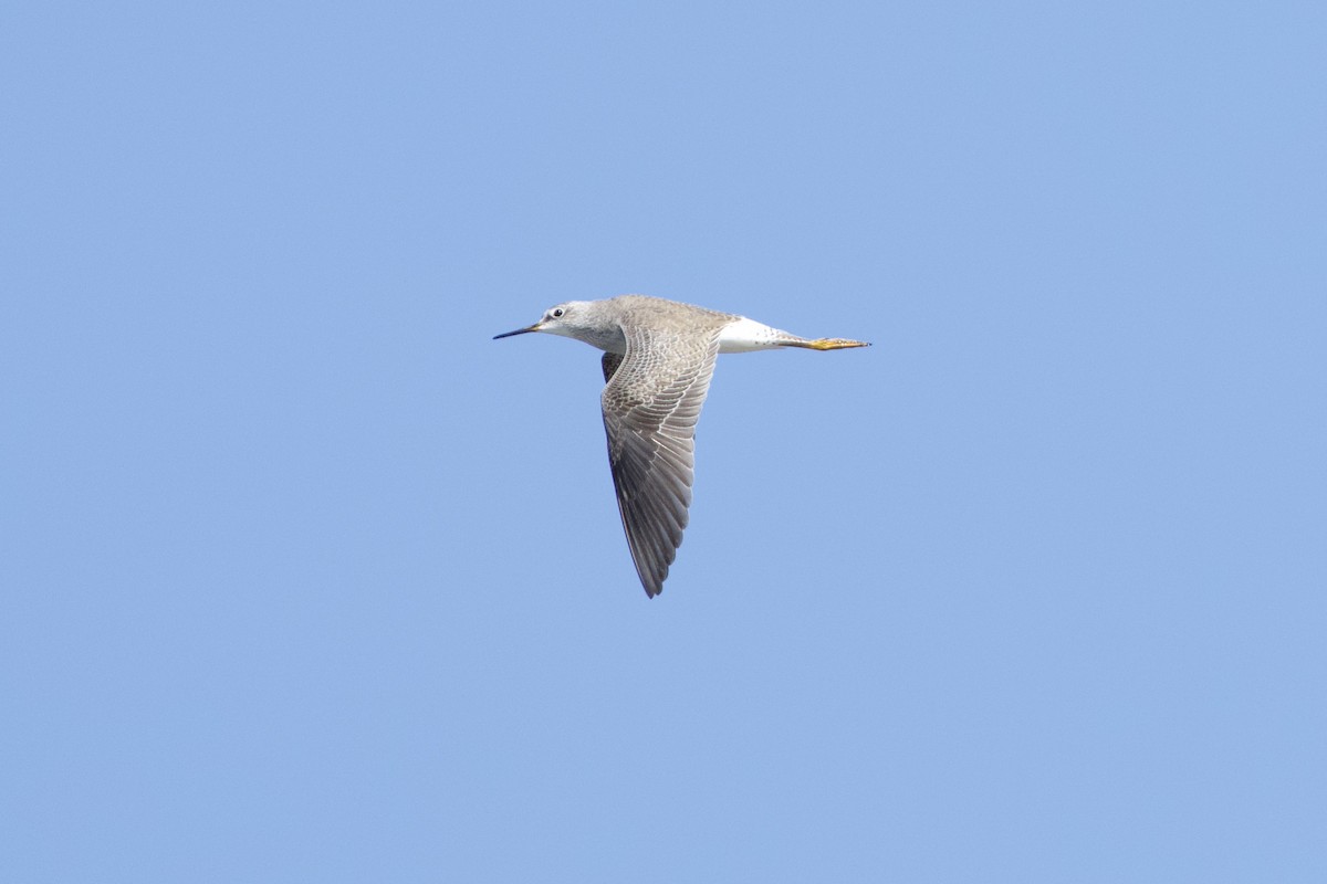 Lesser Yellowlegs - ML644473505