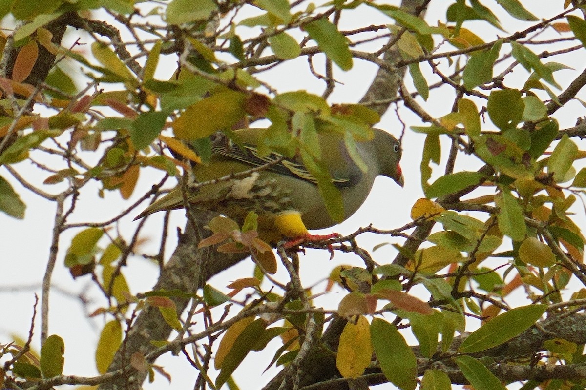 African Green-Pigeon - ML644473508