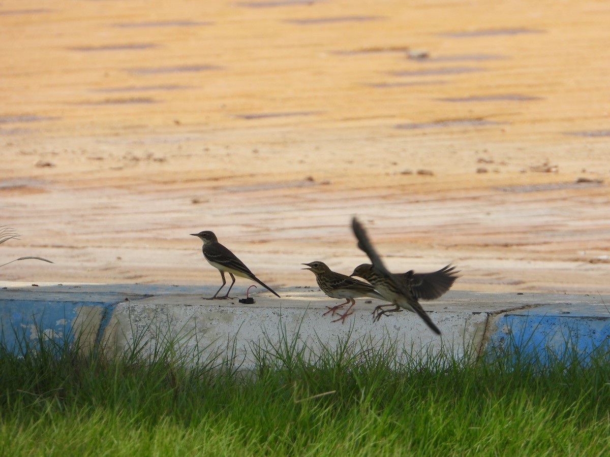 Зосон гүеэт шийхнүүхэй - ML644473509