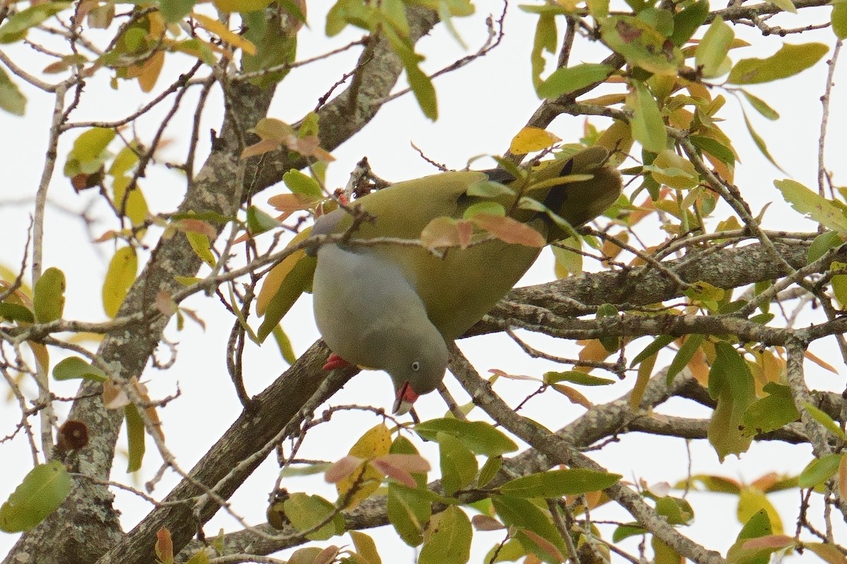 African Green-Pigeon - ML644473510