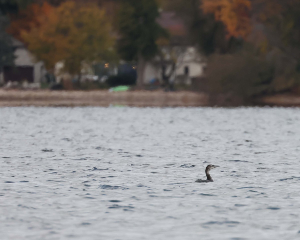 ハシグロアビ - ML644473513