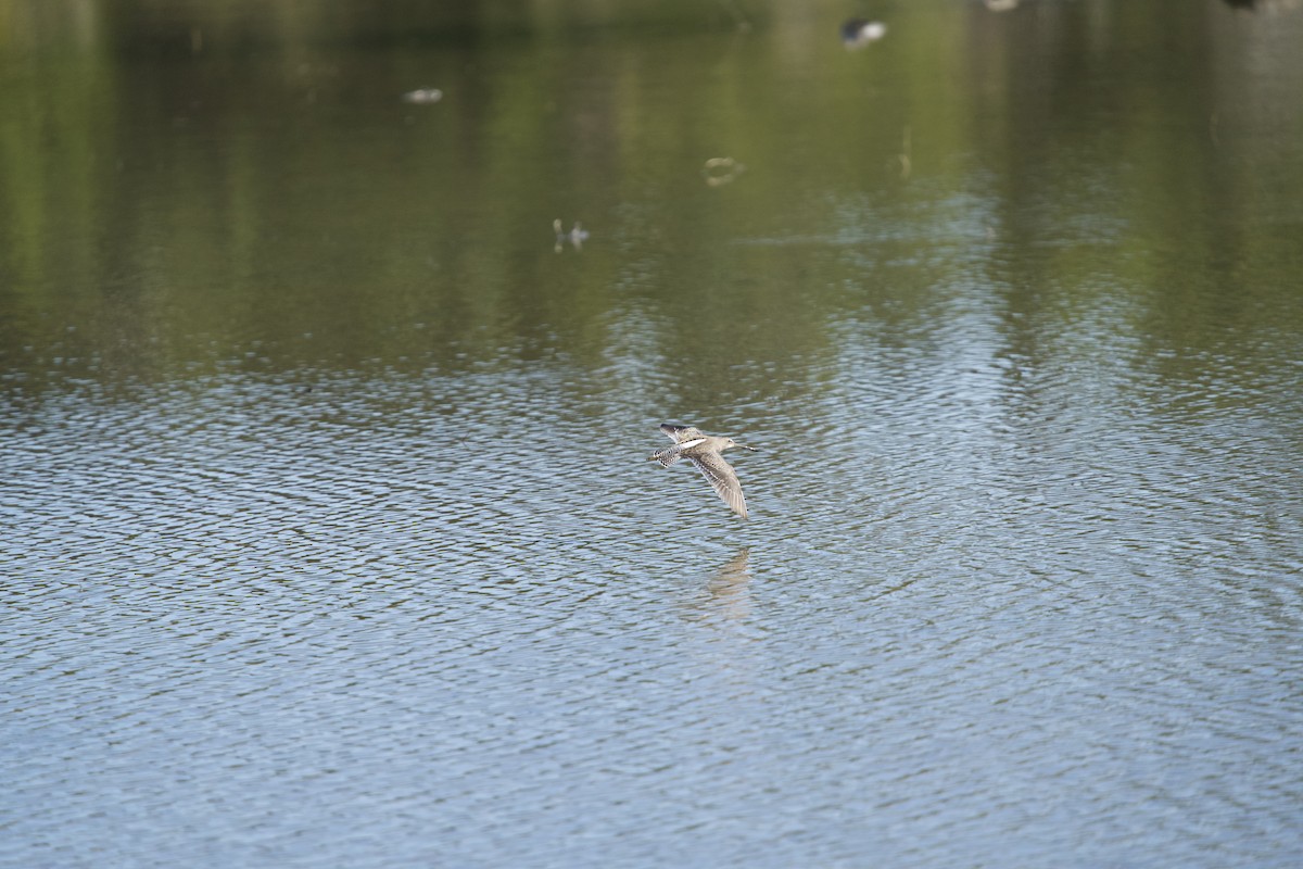 Short-billed/Long-billed Dowitcher - ML644473514
