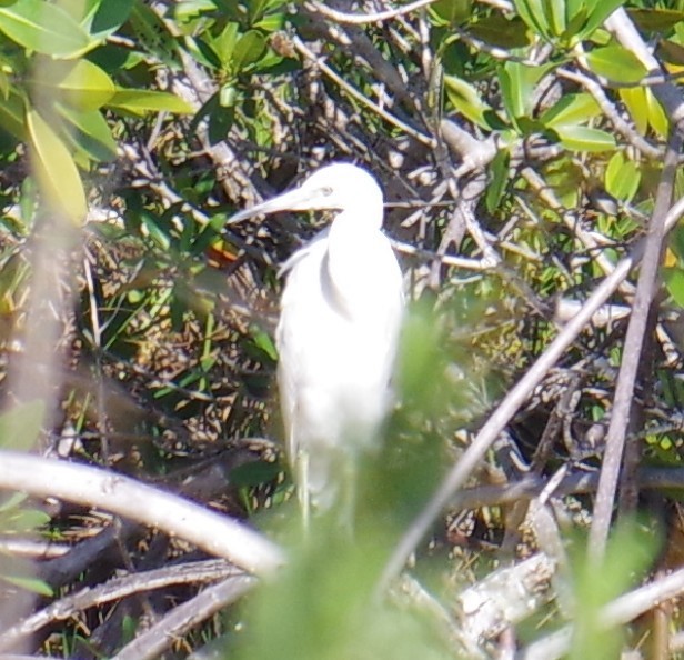 Малая голубая цапля - ML644473516