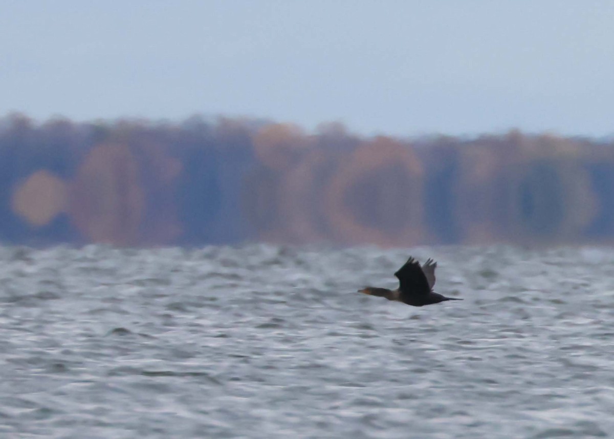 Double-crested Cormorant - ML644473518