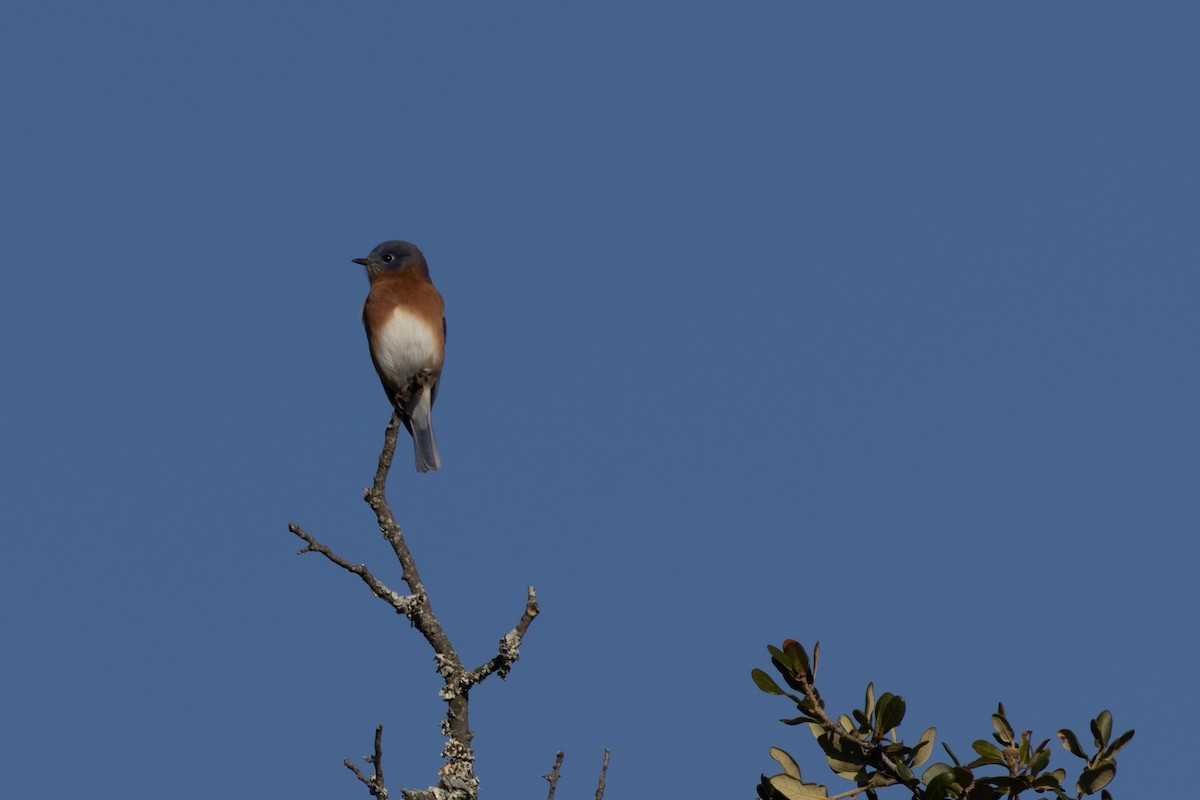 Eastern Bluebird - ML644473519