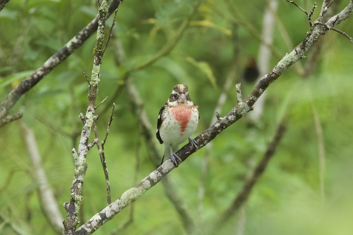 Rose-breasted Grosbeak - ML644473521