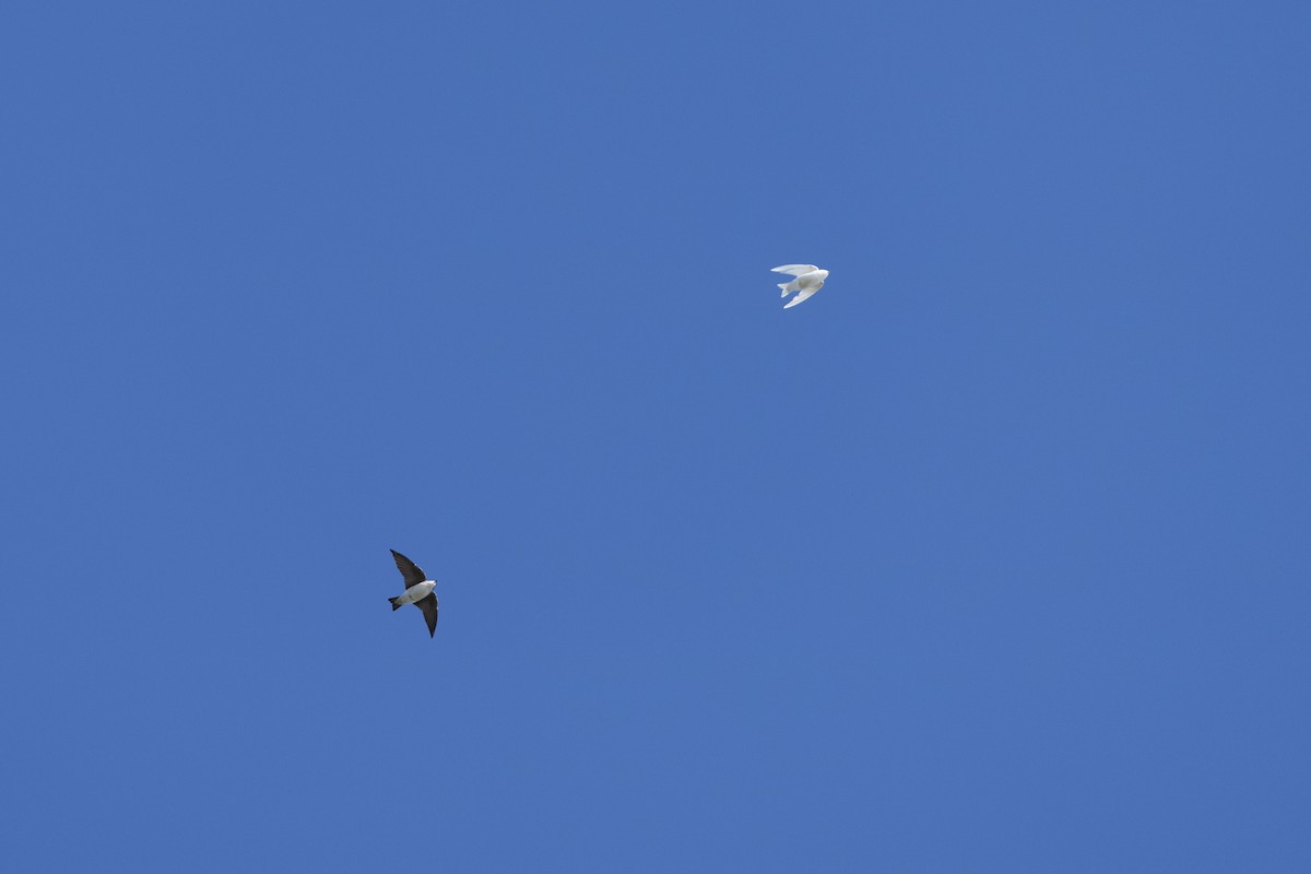 Tree Swallow - ML644473536