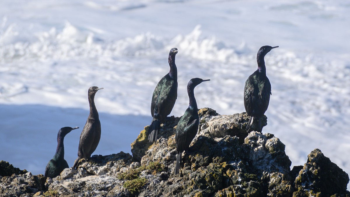 kormorán tichomořský - ML644473539