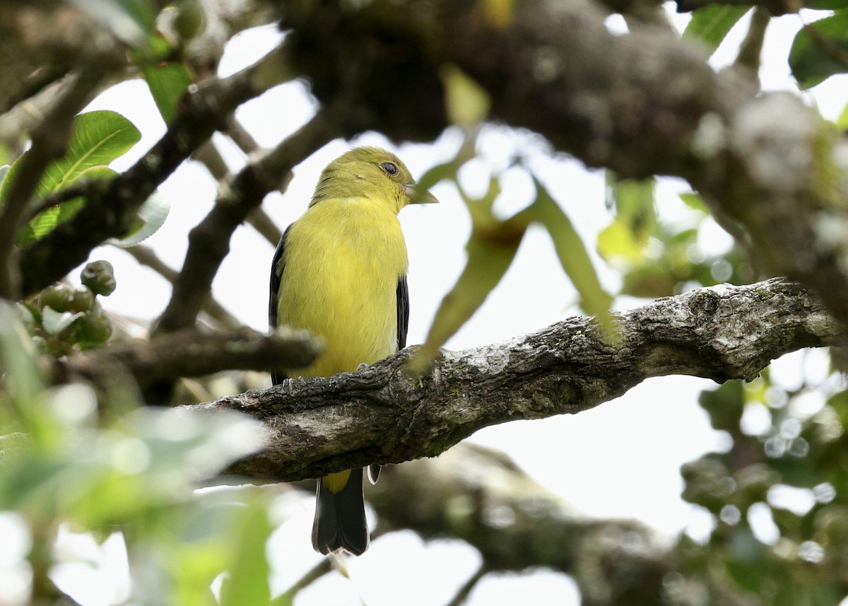 Піранга кармінова - ML644473540
