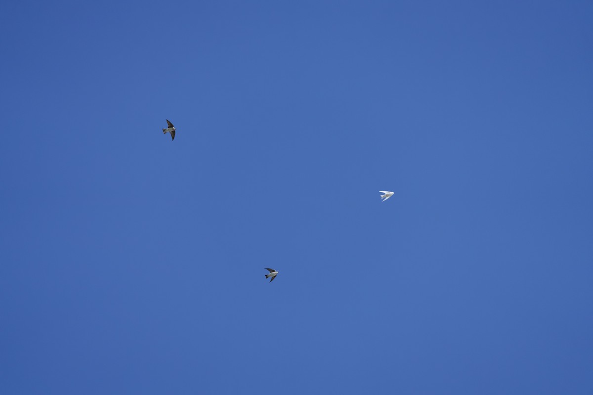 Tree Swallow - ML644473541