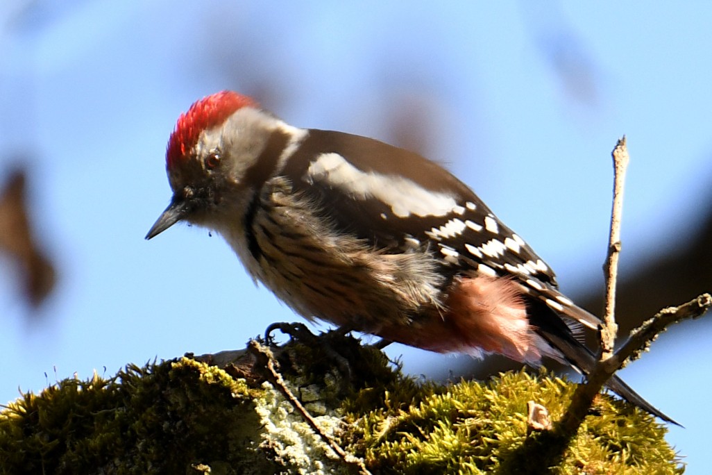 Middle Spotted Woodpecker - ML644473543
