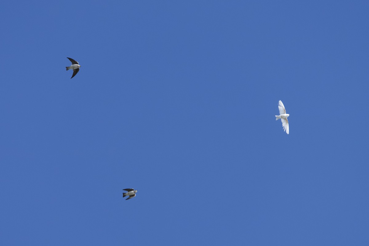 Tree Swallow - ML644473545