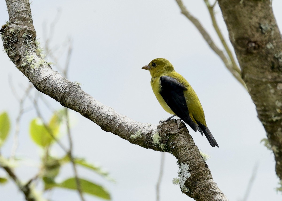 Піранга кармінова - ML644473546