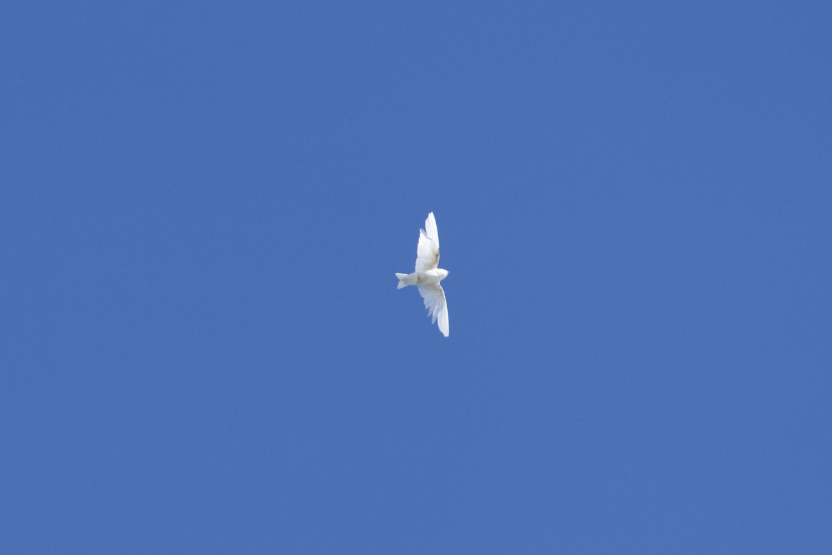 Tree Swallow - ML644473548