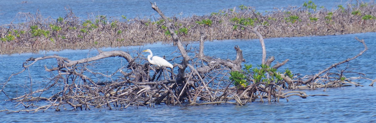 Большая белая цапля - ML644473562