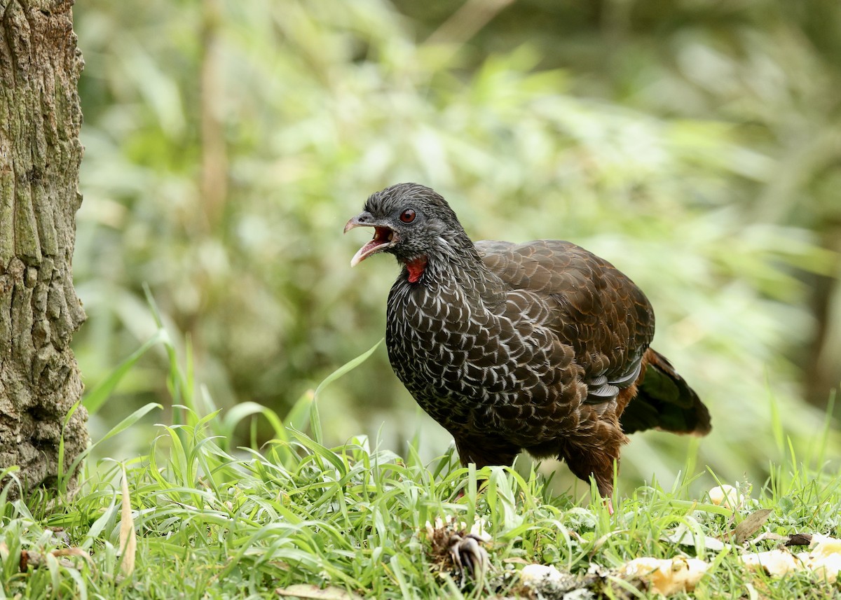 andeshokko - ML644473565