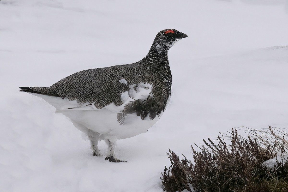 fjellrype - ML644473568